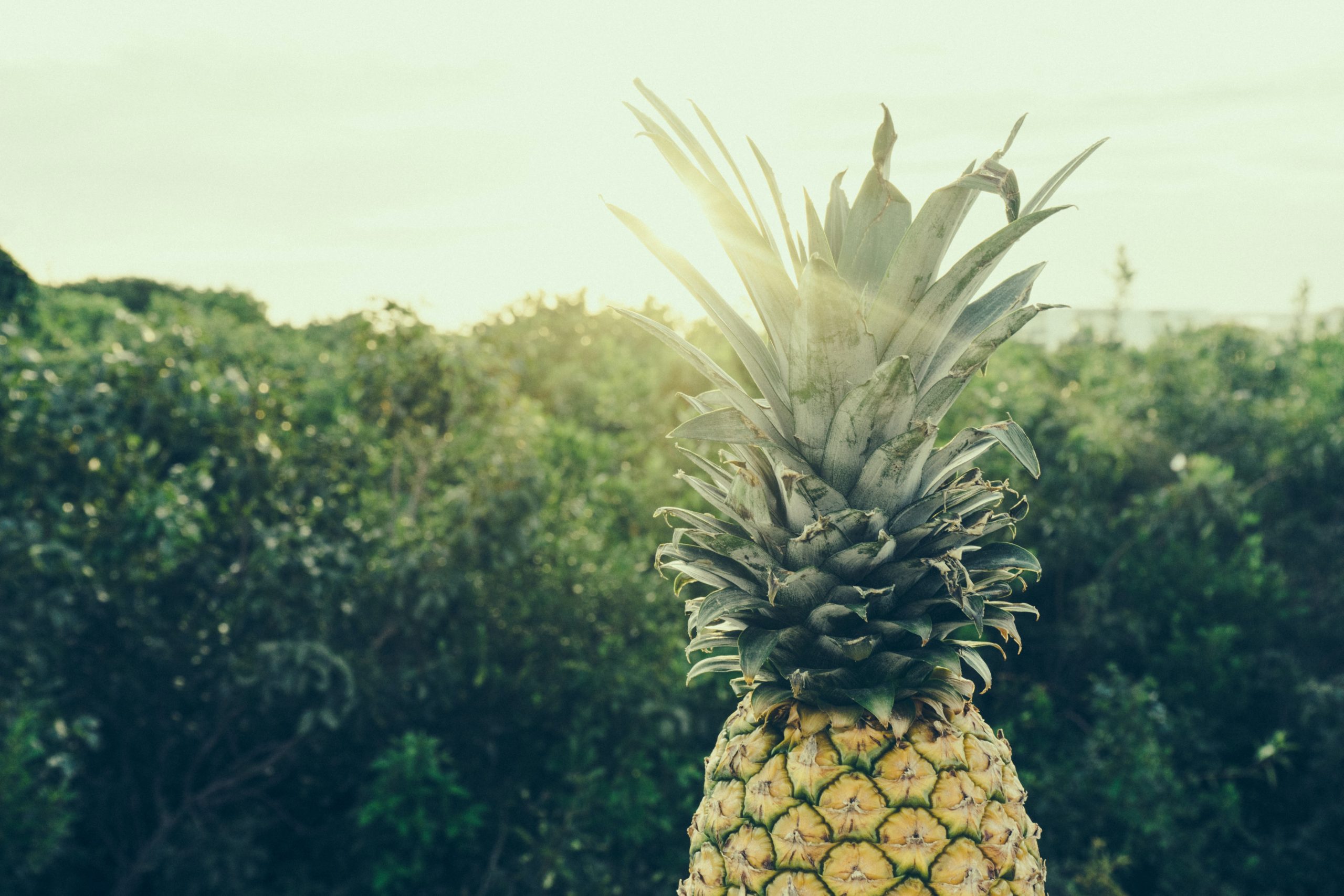 Suco de abacaxi com especiarias